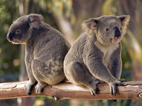 Outback Koalas